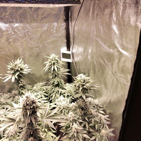 Royal Medic growlog timeline photo