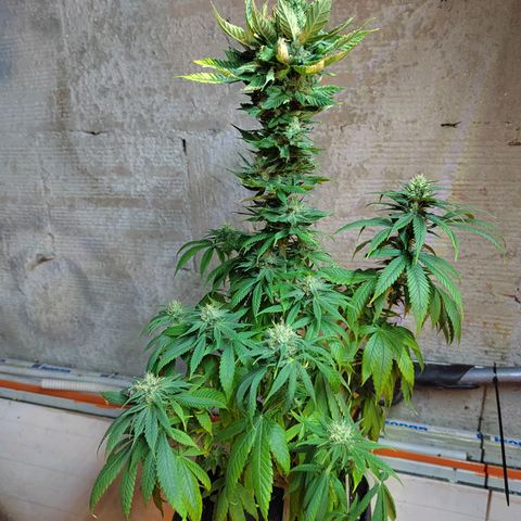 Royal Medic growlog timeline photo