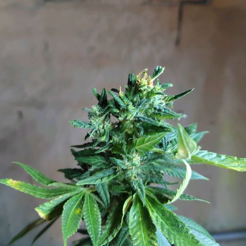 Royal Medic growlog timeline photo