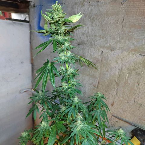 Royal Medic growlog timeline photo