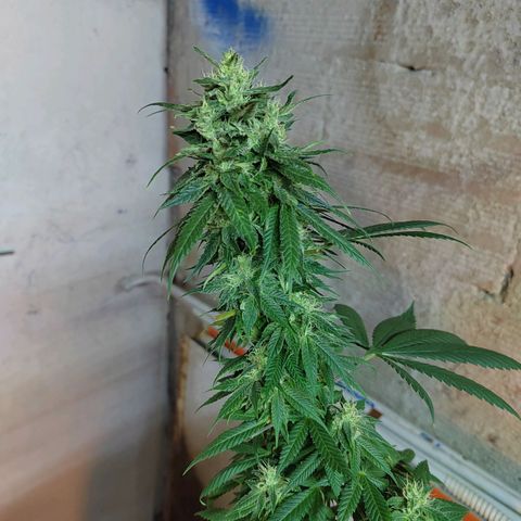 Royal Medic growlog timeline photo