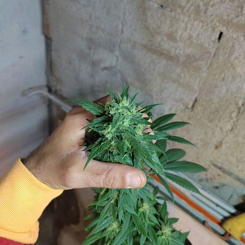 Royal Medic growlog timeline photo