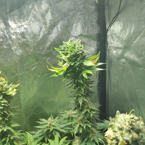Royal Medic growlog timeline photo