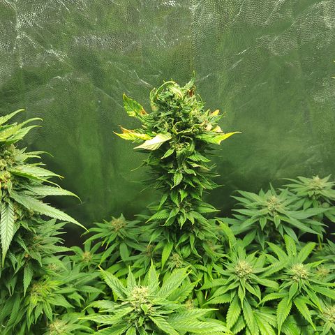 Royal Medic growlog timeline photo