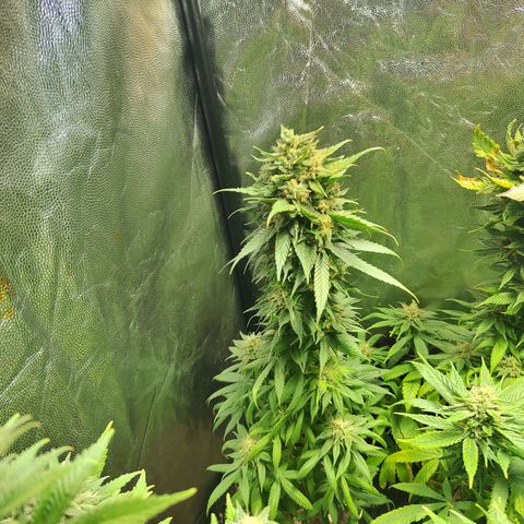 Royal Medic growlog timeline photo