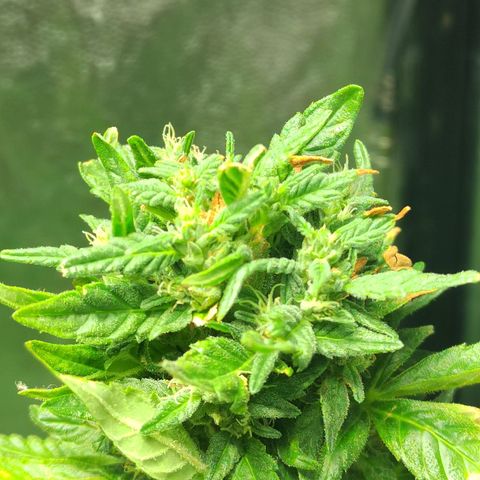 Royal Medic growlog timeline photo