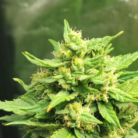 Royal Medic growlog timeline photo