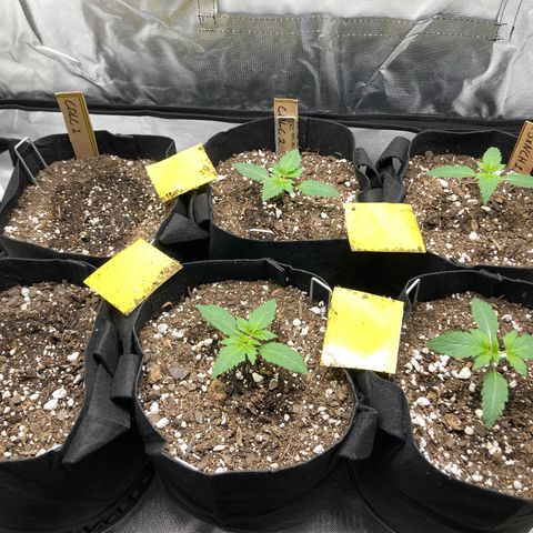CDLC/FSxNCH growlog timeline photo