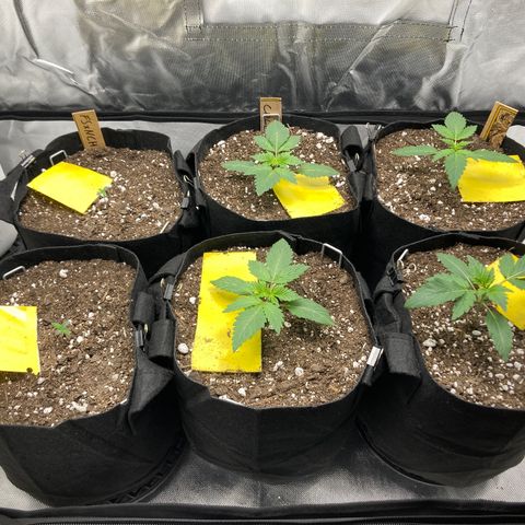 CDLC/FSxNCH growlog timeline photo