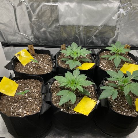 CDLC/FSxNCH growlog timeline photo
