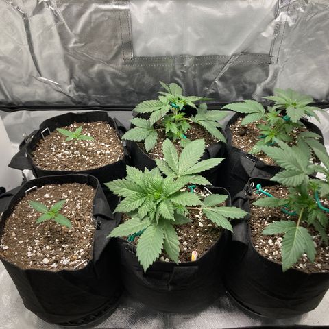 CDLC/FSxNCH growlog timeline photo