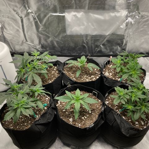 CDLC/FSxNCH growlog timeline photo