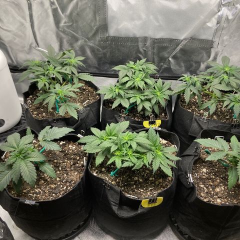 CDLC/FSxNCH growlog timeline photo