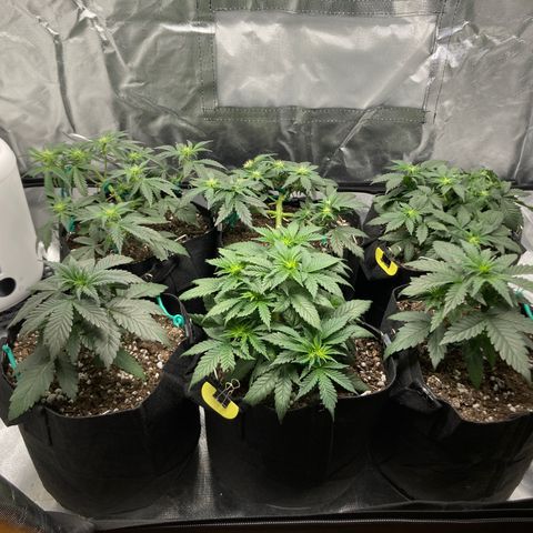 CDLC/FSxNCH growlog timeline photo