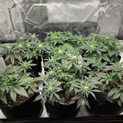 CDLC/FSxNCH growlog timeline photo