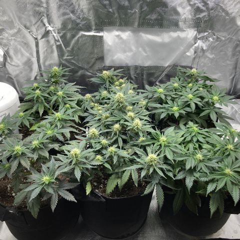 CDLC/FSxNCH growlog timeline photo