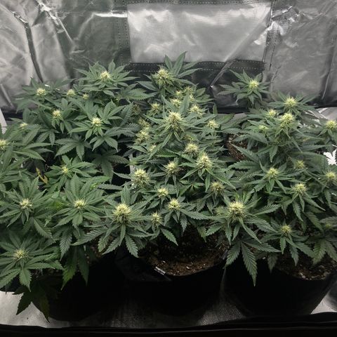 CDLC/FSxNCH growlog timeline photo