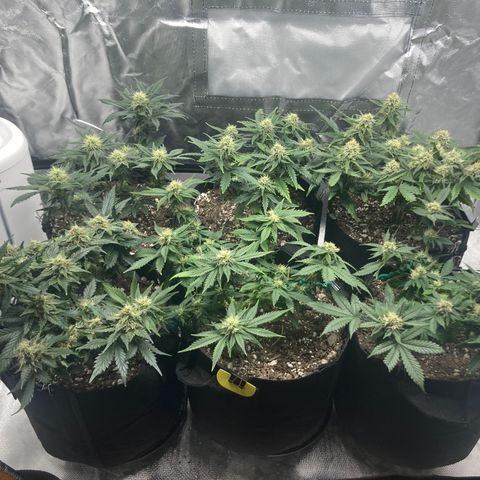 CDLC/FSxNCH growlog timeline photo