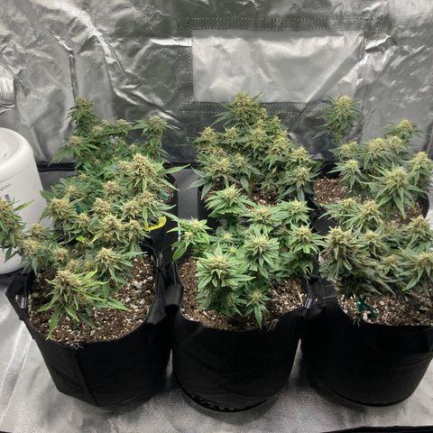 CDLC/FSxNCH growlog timeline photo