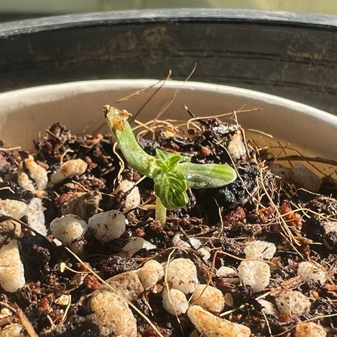 Orange Sherbert growlog timeline photo