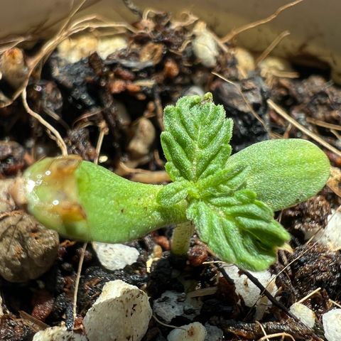 Orange Sherbert growlog timeline photo