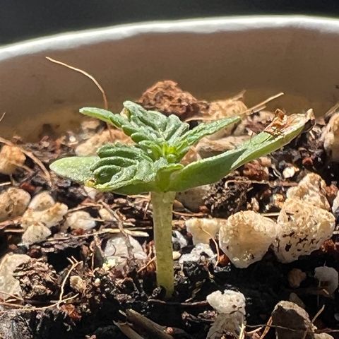 Orange Sherbert growlog timeline photo