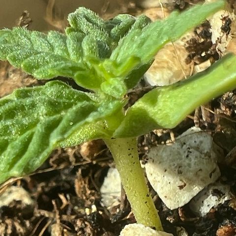 Orange Sherbert growlog timeline photo