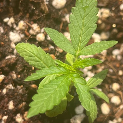 Orange Sherbert growlog timeline photo