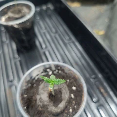 Purple punch EJDM  #1 growlog timeline photo