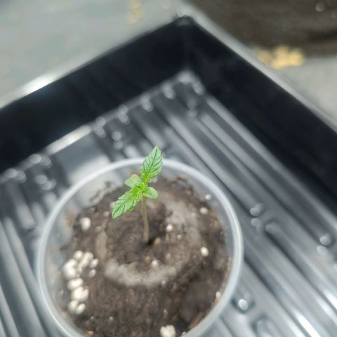 Purple punch EJDM #2 growlog timeline photo