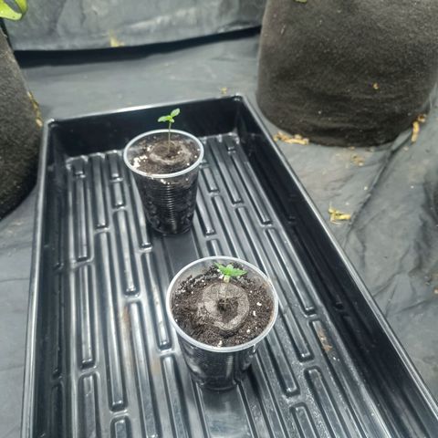 Purple punch EJDM #2 growlog timeline photo