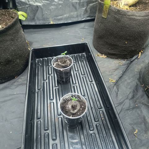 Purple punch EJDM #2 growlog timeline photo