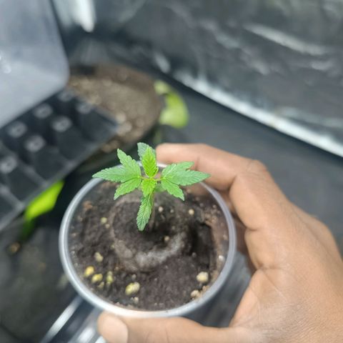 Purple punch EJDM #2 growlog timeline photo