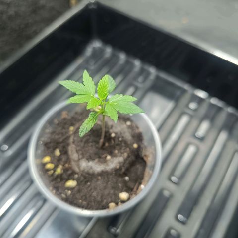 Purple punch EJDM #2 growlog timeline photo