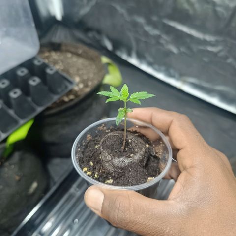 Purple punch EJDM #2 growlog timeline photo