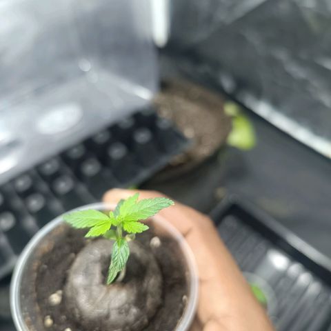 Purple punch EJDM  #1 growlog timeline photo