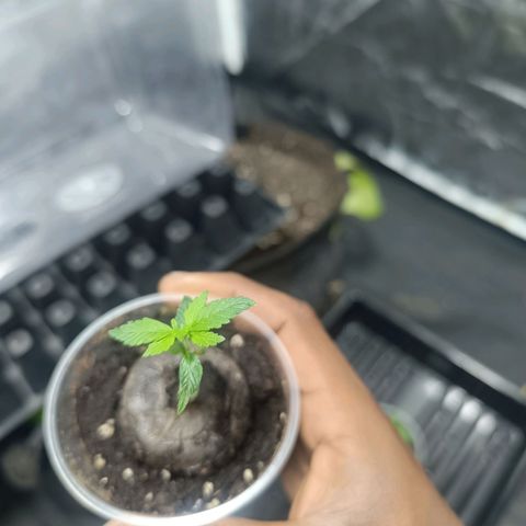 Purple punch EJDM  #1 growlog timeline photo