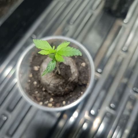 Purple punch EJDM  #1 growlog timeline photo