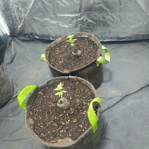 Purple punch EJDM #2 growlog timeline photo