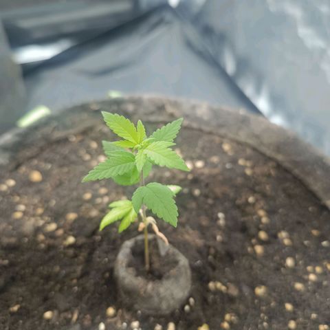 Purple punch EJDM #2 growlog timeline photo