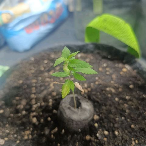 Purple punch EJDM  #1 growlog timeline photo