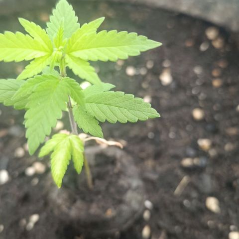 Purple punch EJDM #2 growlog timeline photo