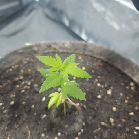 Purple punch EJDM #2 growlog timeline photo