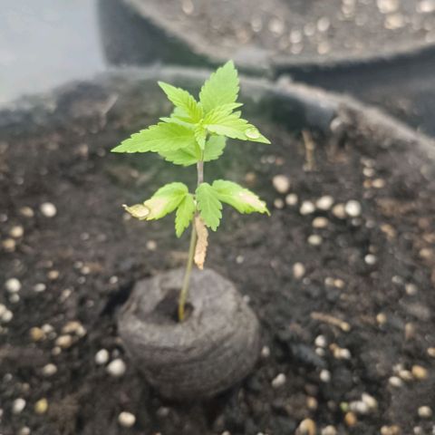 Purple punch EJDM  #1 growlog timeline photo