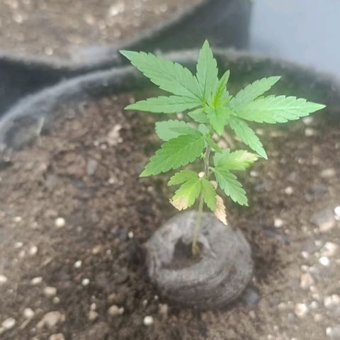 Purple punch EJDM  #1 growlog timeline photo
