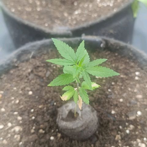 Purple punch EJDM  #1 growlog timeline photo