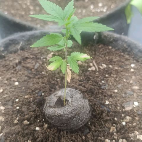 Purple punch EJDM  #1 growlog timeline photo