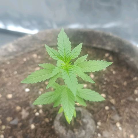 Purple punch EJDM #2 growlog timeline photo