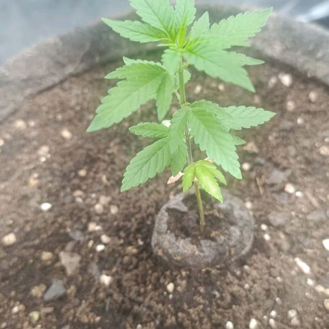 Purple punch EJDM #2 growlog timeline photo