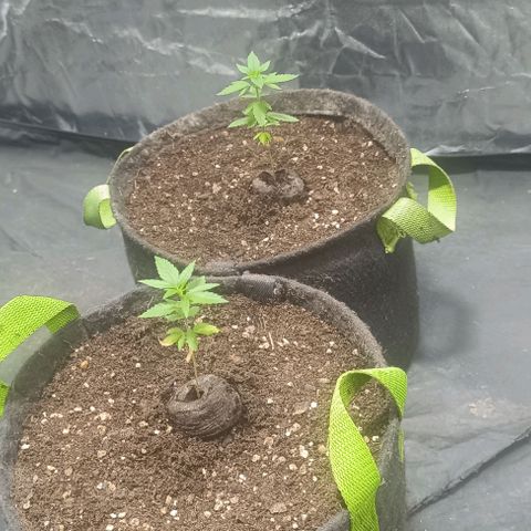 Purple punch EJDM #2 growlog timeline photo